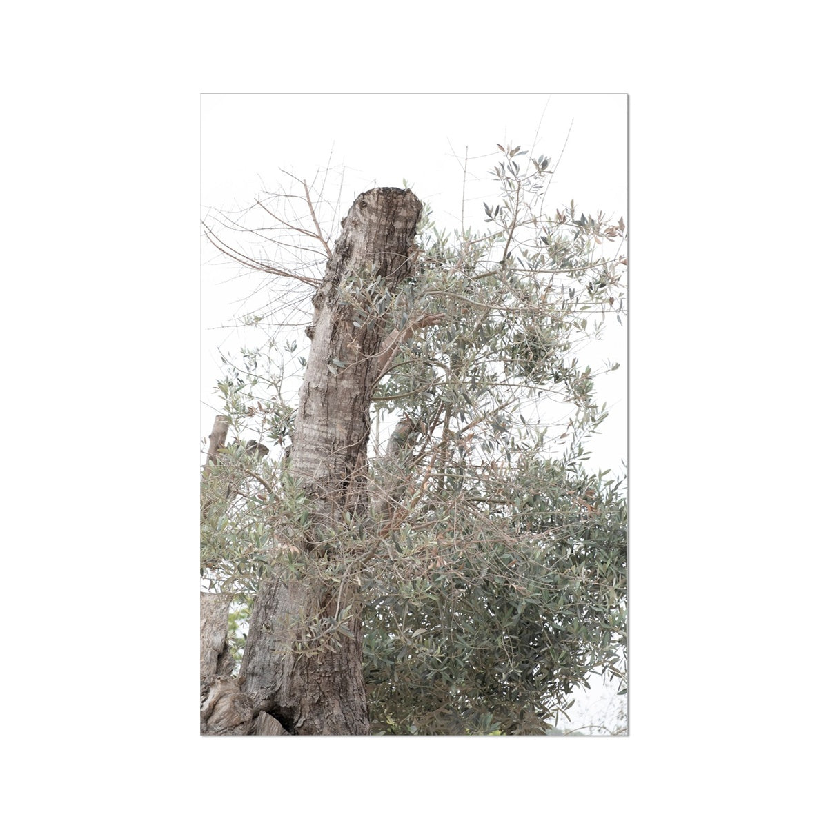 Olive Tree Hahnemühle German Etching Print