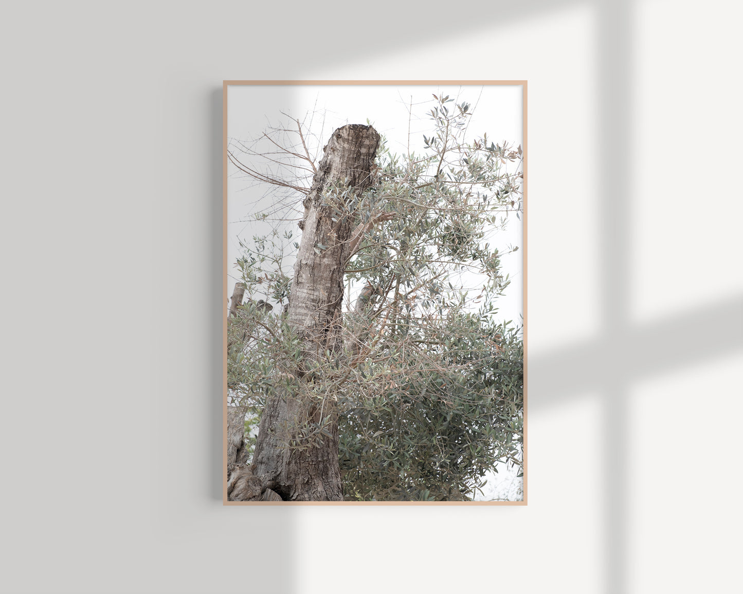 Olive Tree Hahnemühle German Etching Print