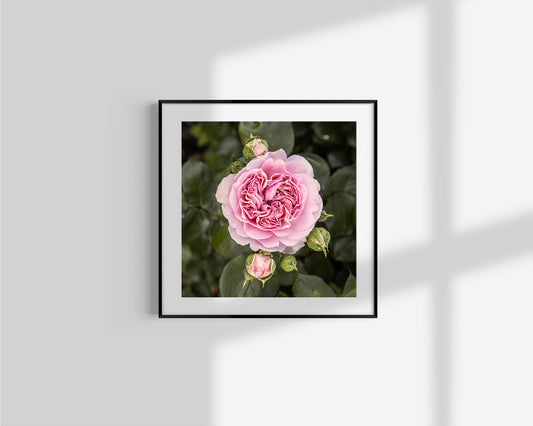 Pink Rose - Giclée Print on Hahnemühle German Etching paper